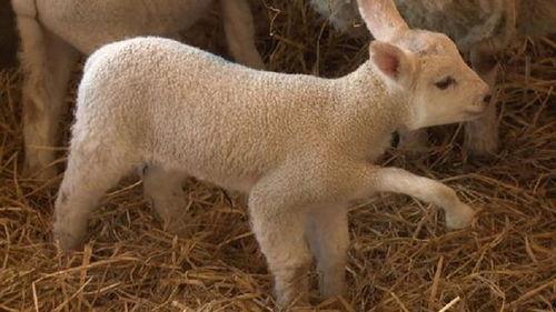 小羊爆料视频在线观看全集  第1张